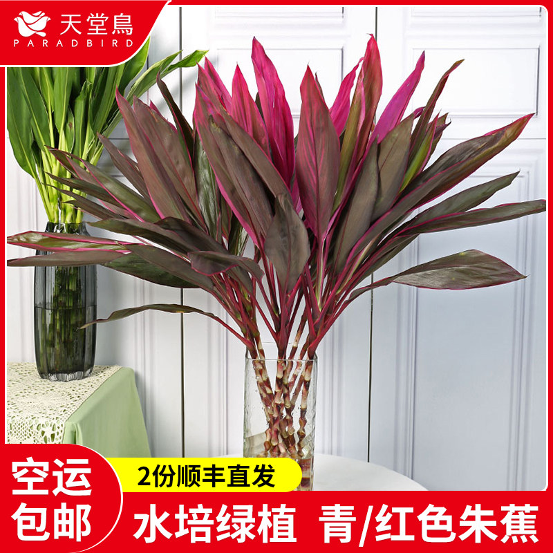 红色水培绿植鲜花云南发家办公室图片