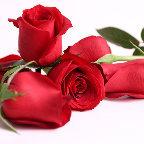 云南天然玫瑰新鲜真花花瓣粉色红