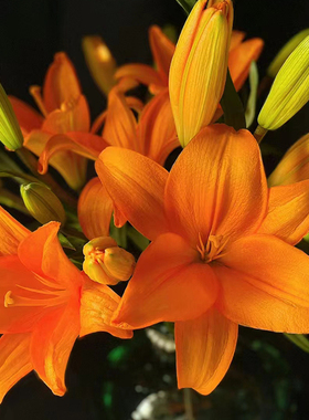 【直播专享】橙色梦想亚百合多头5支鲜花