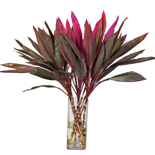 红色朱蕉水培绿植鲜花云南直发家用办公室水养桌面植物