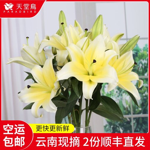 黄百合花质量怎么样 黄百合花口碑怎么样 小麦优选