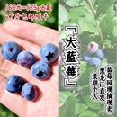 东北特产黑龙江伊春友好区大蓝莓鲜果新鲜水果8盒2.5斤顺丰 包邮