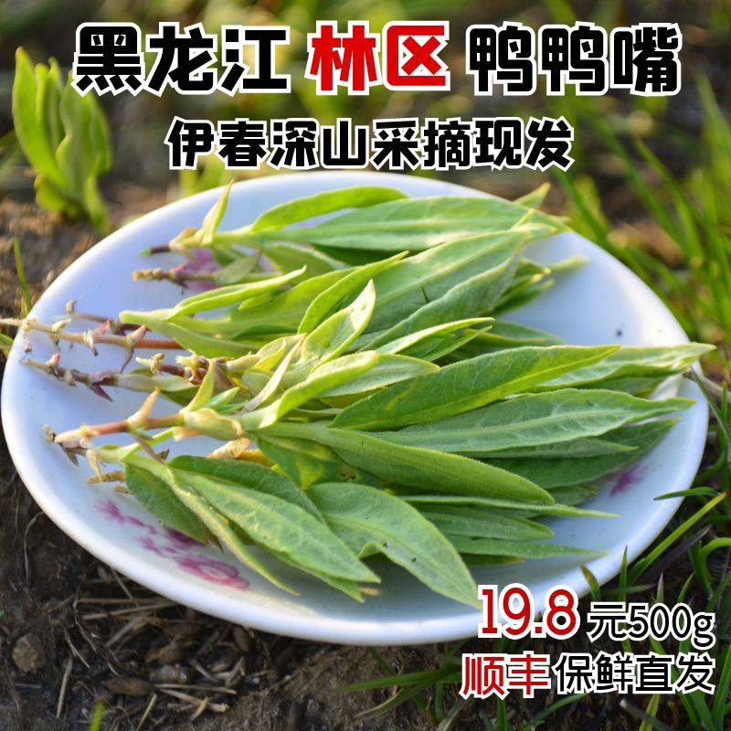 东北特产黑龙江伊春林区新鲜鸭嘴菜鸭鸭嘴山野菜顺丰直发500g