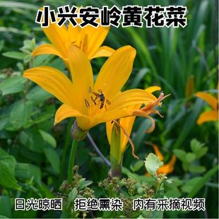 东北特产黑龙江伊春林区黄花菜金针菜山野菜干菜无硫干货250 包邮