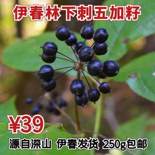 费 东北特产黑龙江伊春林区刺五加籽五加参茶五加皮果泡酒料250g 免邮