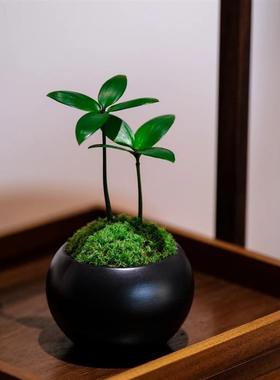 【下单立减50】幸运四叶草竹柏幼苗香气办公室桌面摆件迷你_YP