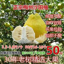50斤正宗梅州沙田柚子金柚当季孕妇新鲜水果白心纯甜柚非广西容县