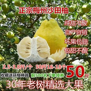 50斤正宗梅州沙田柚子金柚当季孕妇新鲜水果白心纯甜柚非广西容县