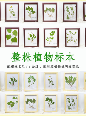 中草药整株植物标本带根茎叶手工压干塑封成品展示摆台挂相框教具
