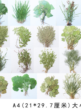 多种真植物干草根茎花叶压制单整株标本整株不塑封成品生物教学具
