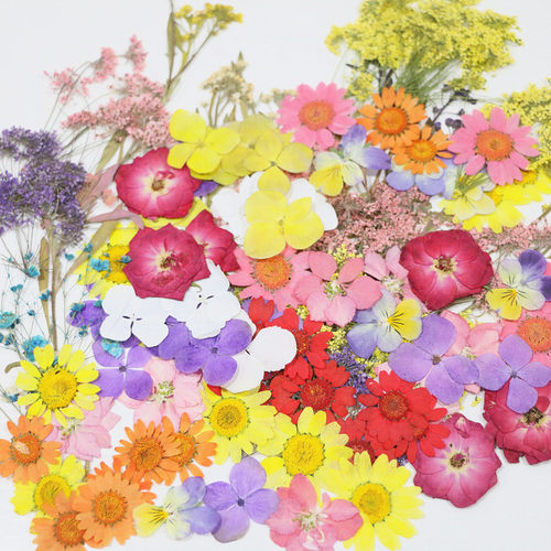 干花标本材料儿童手工diy彩妆