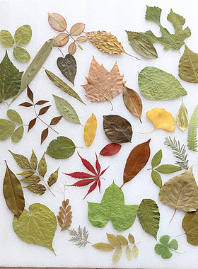 多种植物标本干树叶合集 幼儿园手工植物书签干树叶diy贴画材料