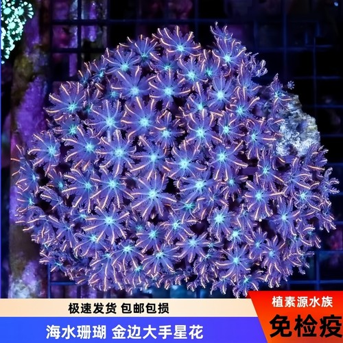 植素源水族手星花珊瑚金边海水缸