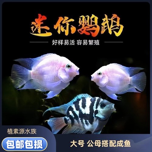 迷你鹦鹉鱼淡水易养短鲷活体包损