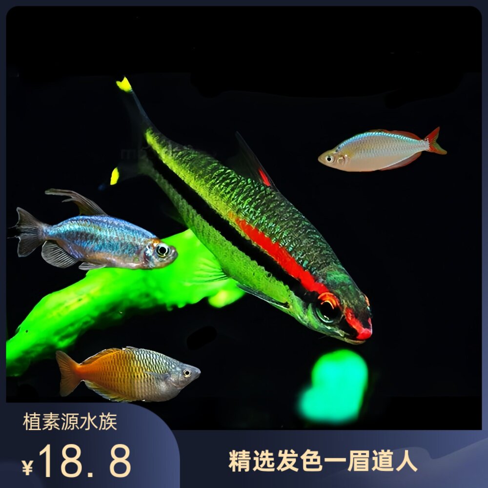 一眉道人鱼热带鱼刚果美人电光群游鱼缸中小型观赏鱼淡水易养包损