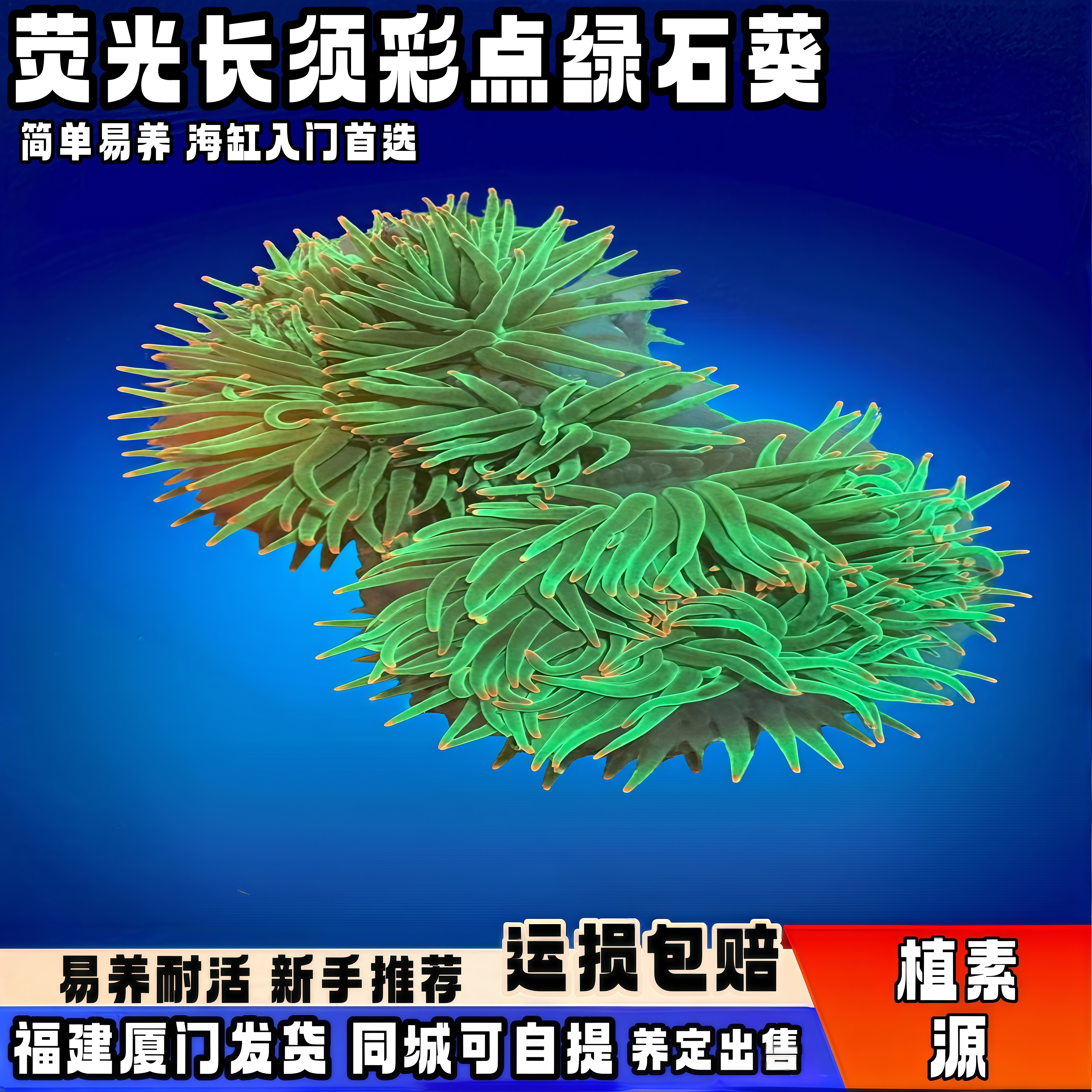 绿石葵珊瑚长须彩点海葵海水生物活体海缸观赏宠物软体新手推荐