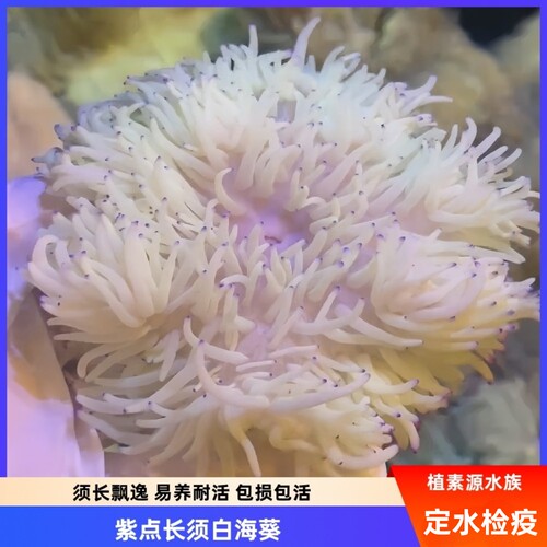 植素源水族紫点白海葵长须活海葵