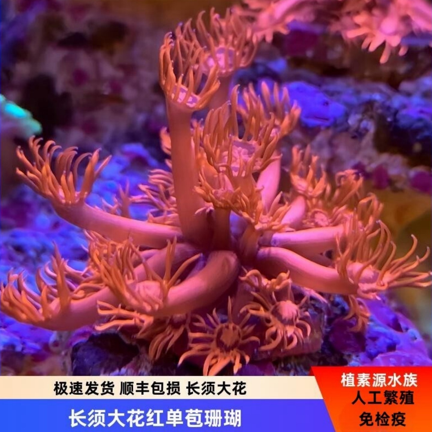 植素源水族红单苞珊瑚长须易养