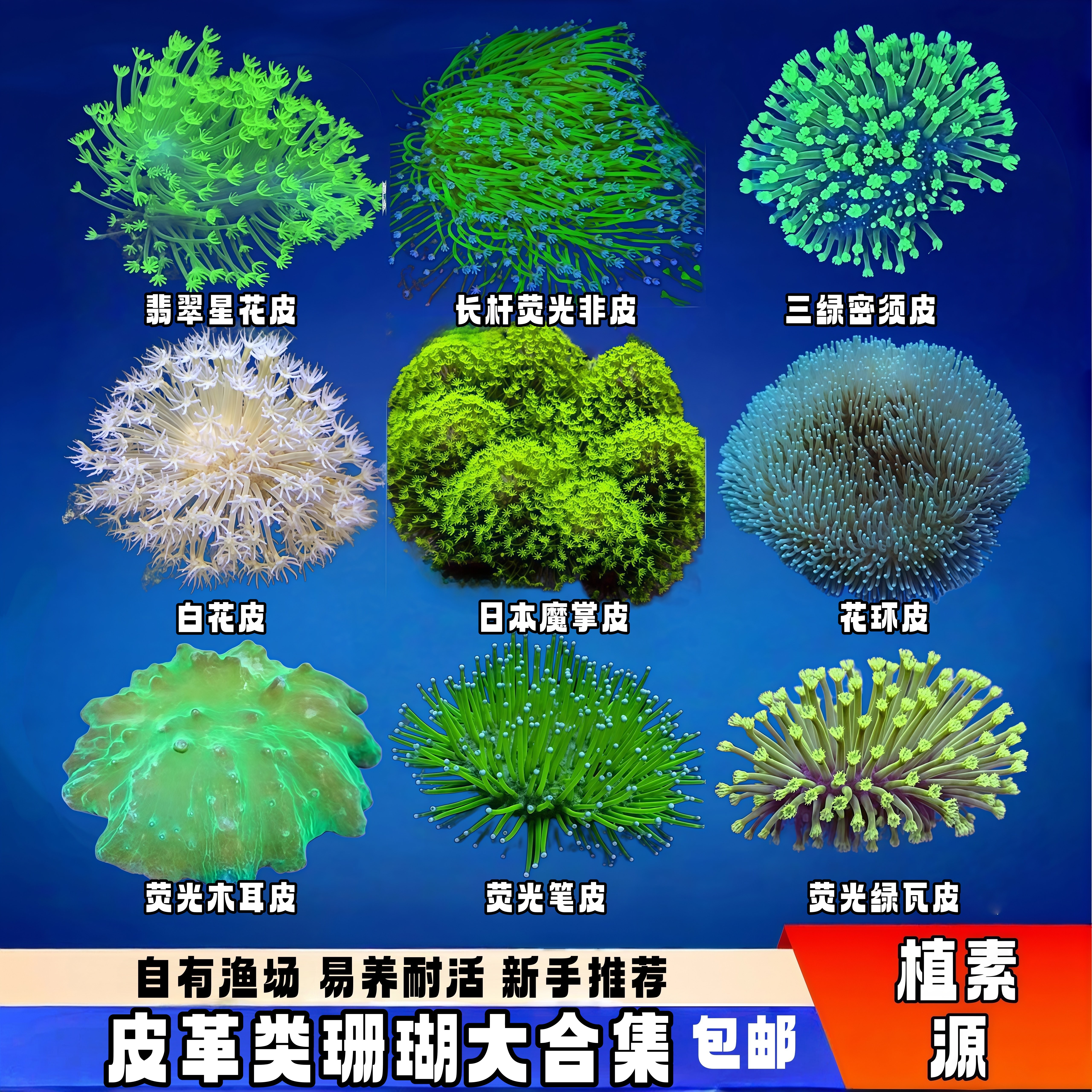 植素源水族皮革珊瑚须长花大易养