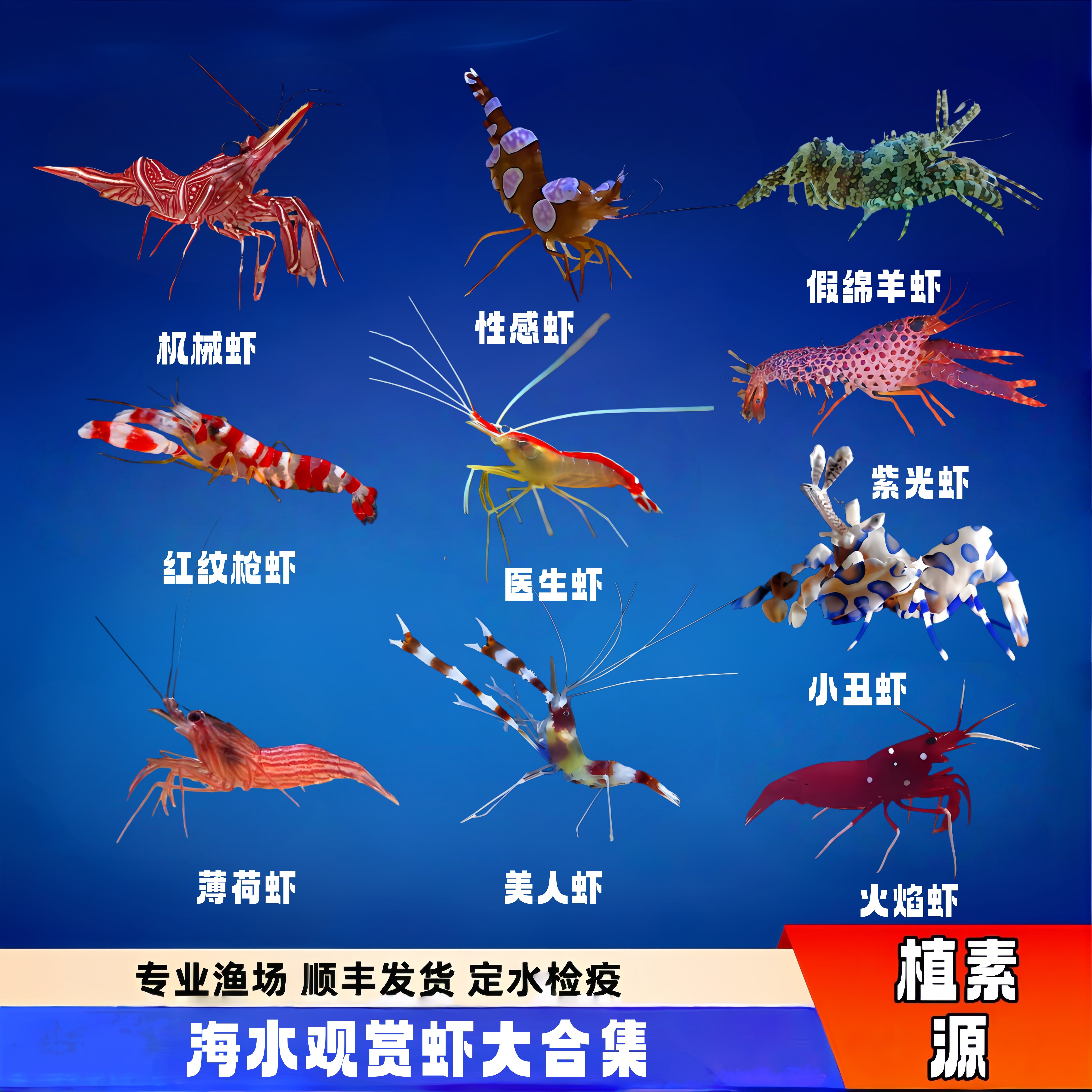 植素源水族海水观赏虾清洁虾合集
