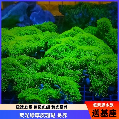 植素源水族荧光绿草皮珊瑚海缸