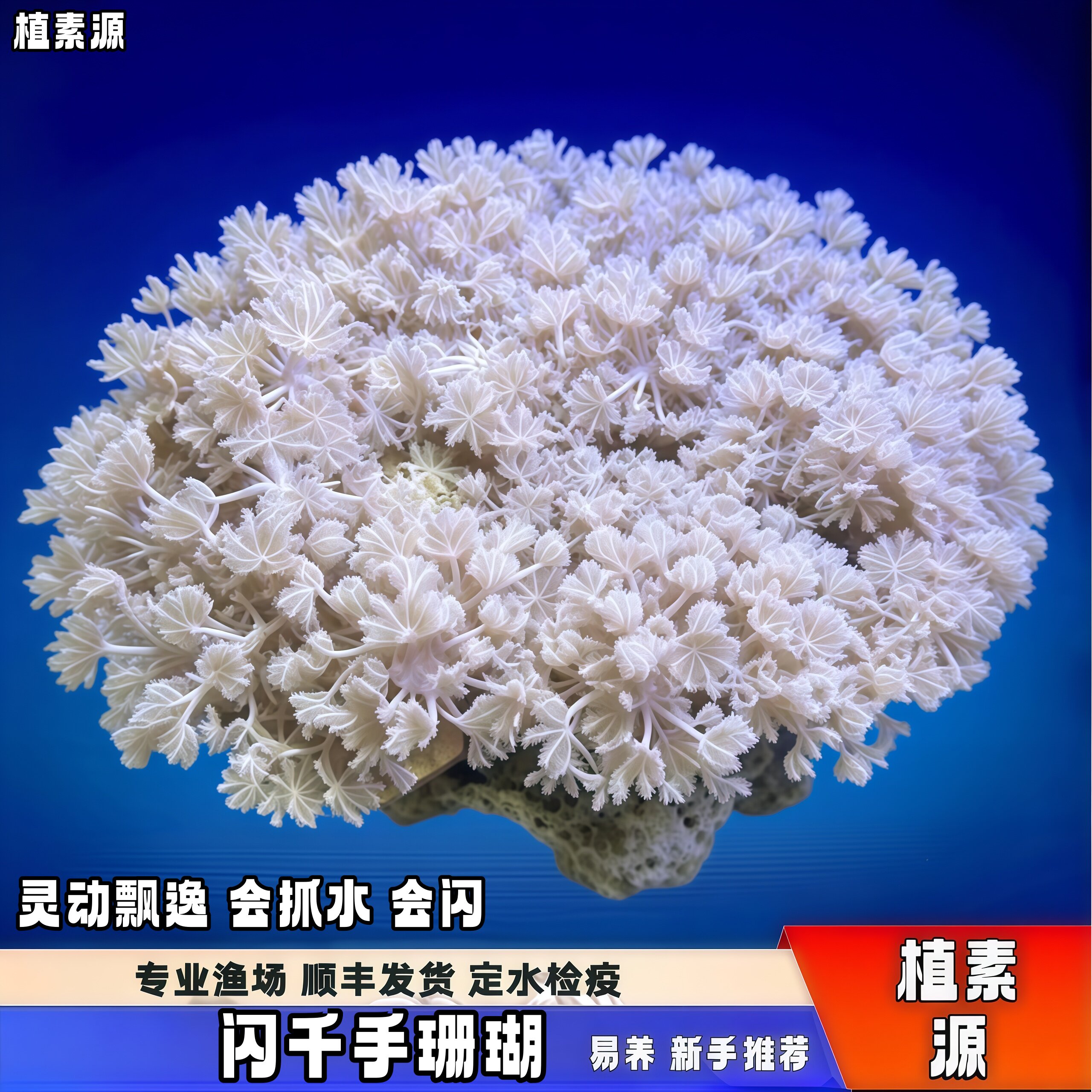 植素源水族闪千手珊瑚软体真珊瑚