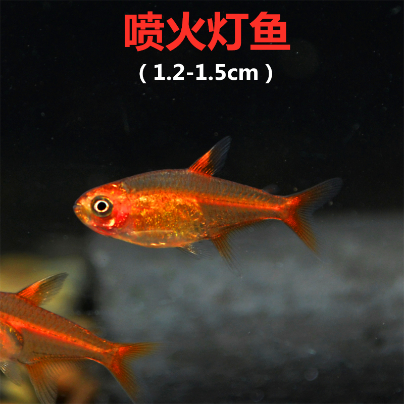 喷火灯热带鱼小型群游灯科淡水鱼活体草缸新手养红绿灯斑马观赏鱼