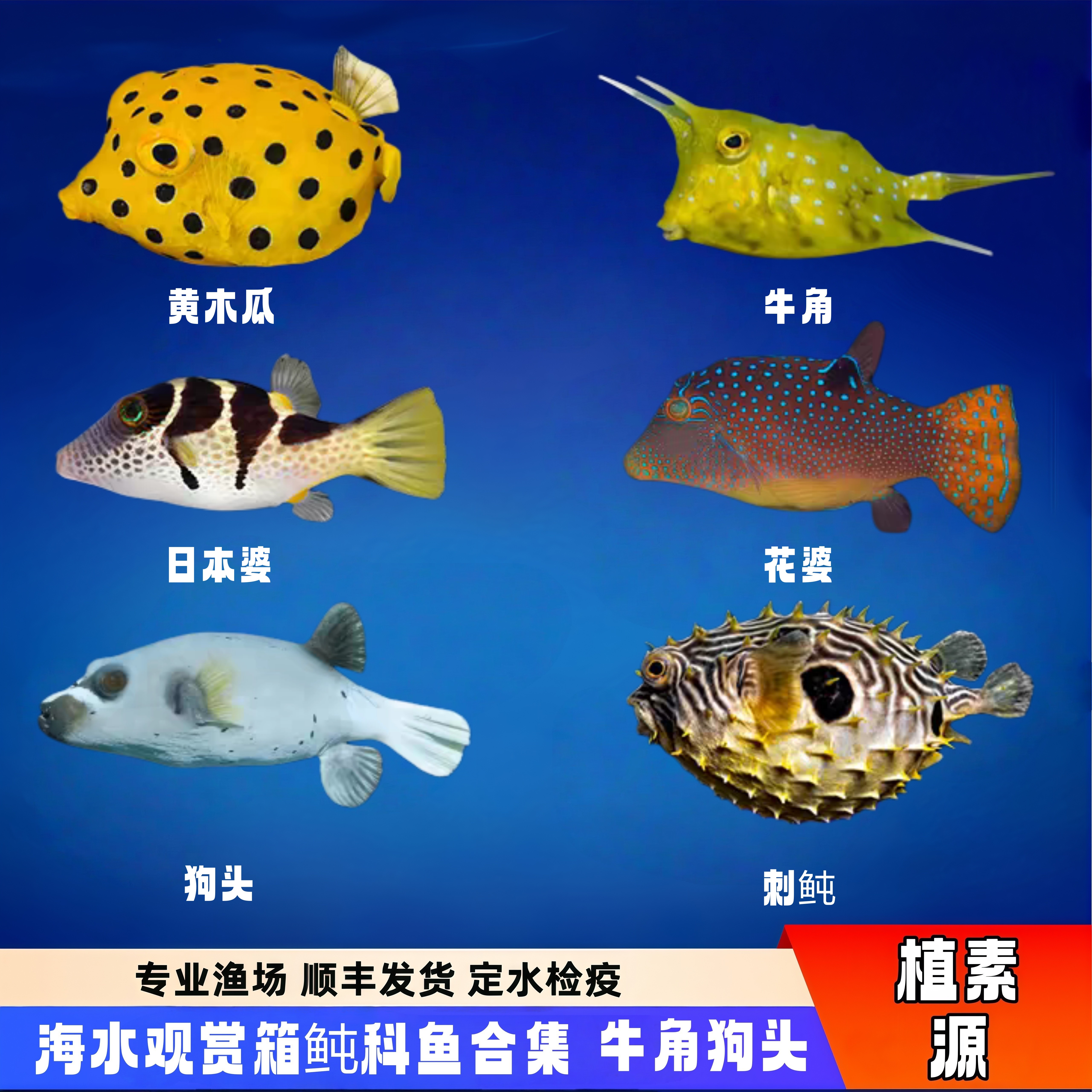 【植素源】海水观赏鱼牛角六角金木瓜鱼狗头箱鲀刺豚活体已检疫