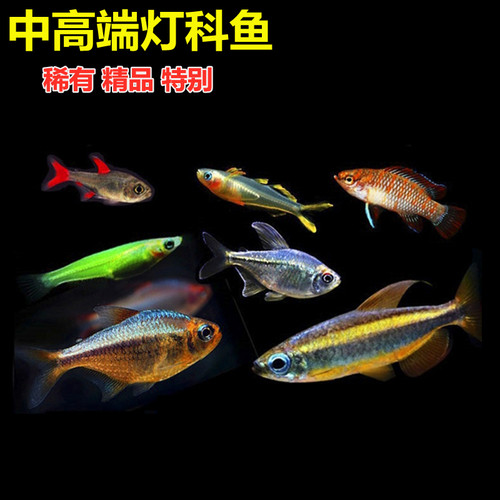 稀有鱼价格 稀有鱼图片 星期三