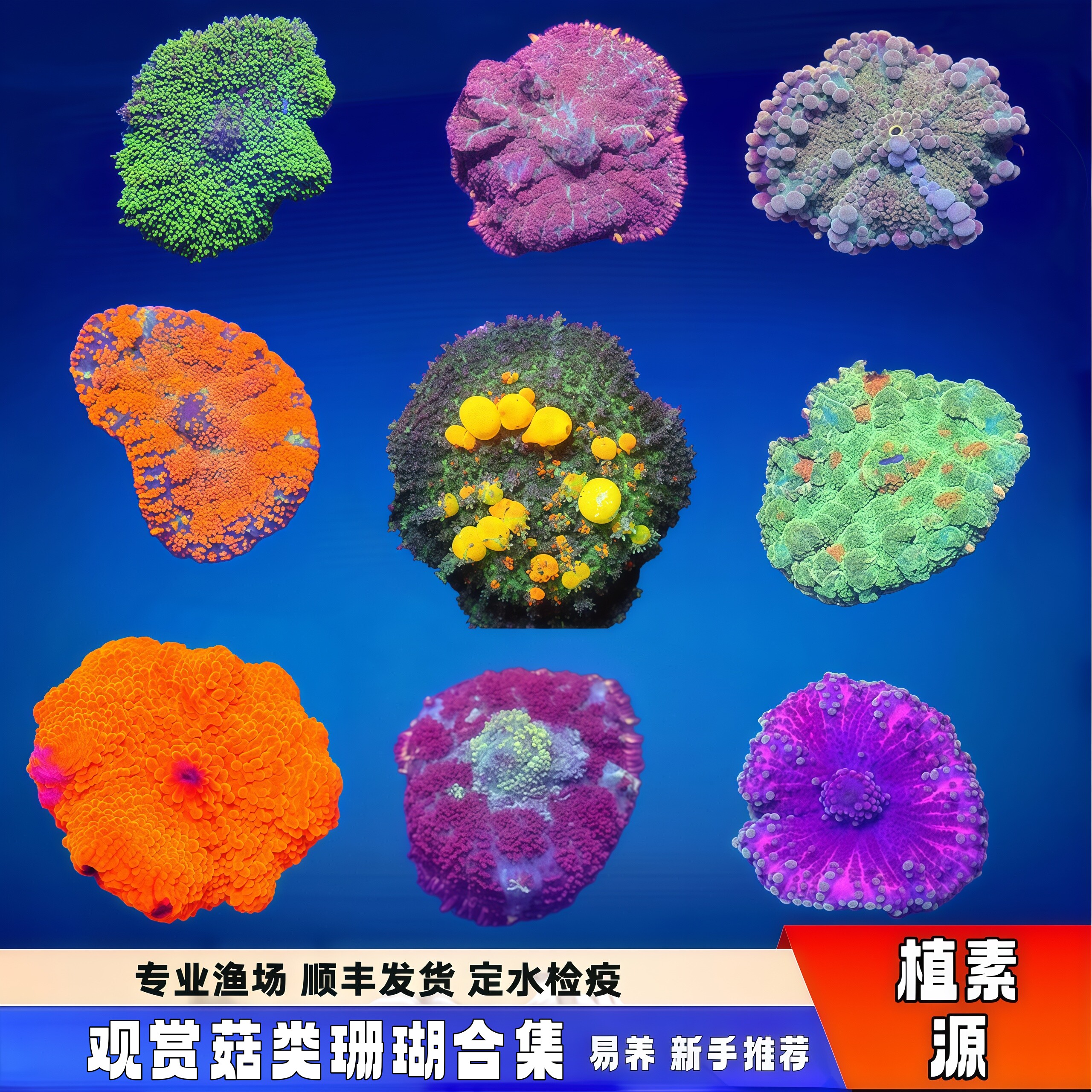 荧光绿菇红菇海缸入门易繁殖珊瑚