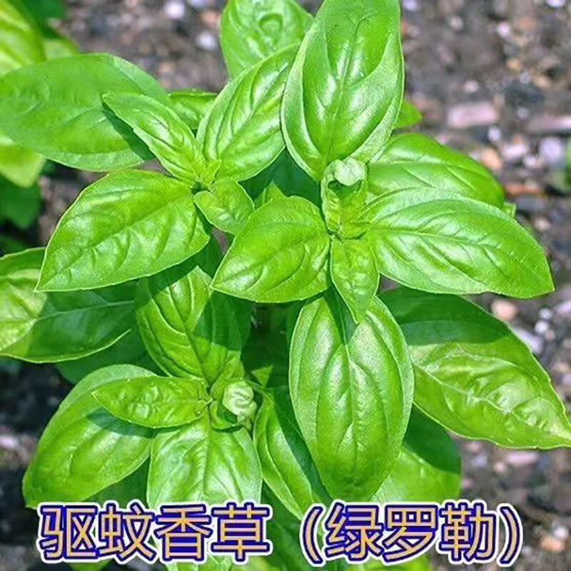 食用罗勒种子九层塔食用金不换驱蚊植物阳台庭院盆栽防蚊植物种子