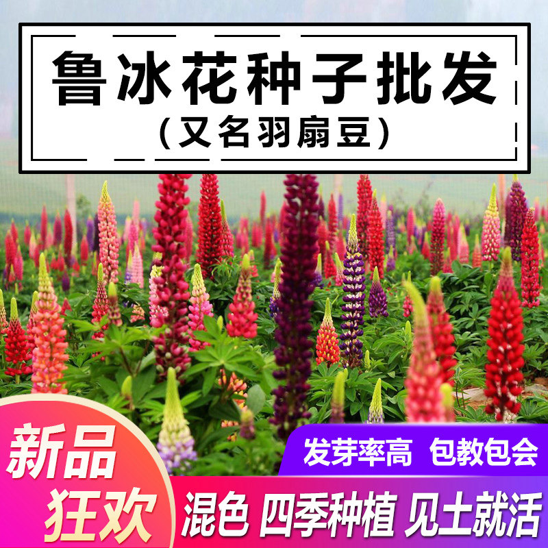 鲁冰花种子四季种易活花籽四季开花羽扇豆种子多年生宿根鲁冰花籽
