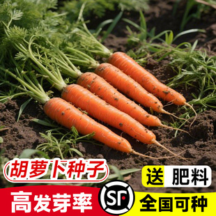 三红七寸参胡萝卜种籽红色春红胡萝卜种子非转基因四季播蔬菜种孑