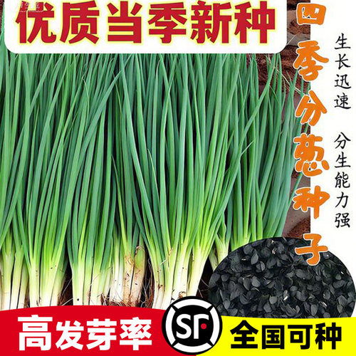 四季播种小葱种盆栽室内外小香葱子籽葱种蔬菜籽阳台蔬菜香葱种孑