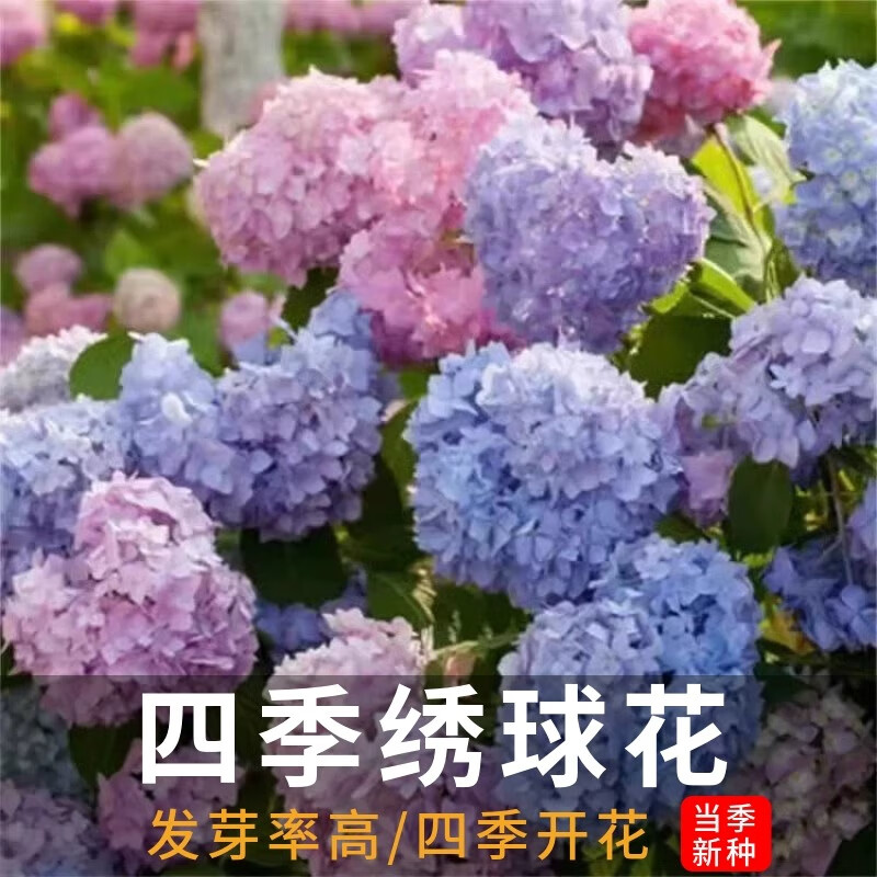 绣球花种子混色八仙花多年生花籽易活盆栽庭院四季绿植花卉花种籽