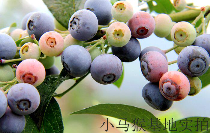云南昆明基地直销蓝莓大小苗(密斯提)市内可自提挂果大苗带土