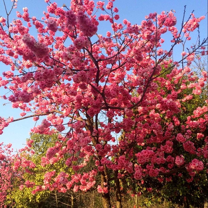 昆明基地直销袋苗地苗 云南樱花 重瓣樱花绿化庭院樱花名贵树苗