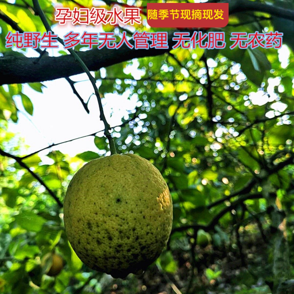安岳特产新鲜野土黄农家5斤无管理皮薄多汁青黄柠檬无蜡孕妇水果