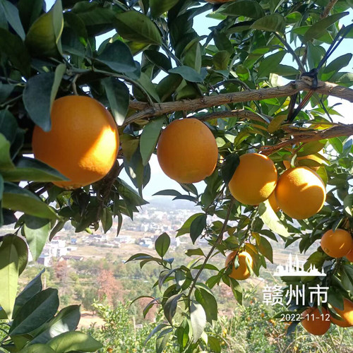 现场发货赣州市赣南脐橙