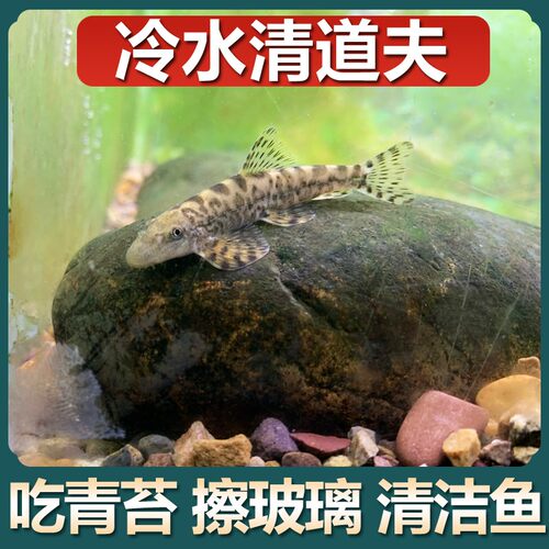 冷水清道夫鱼耐寒吸鳅琵琶鳅贵州爬岩鳅擦玻璃青苔清洁除藻工具鱼