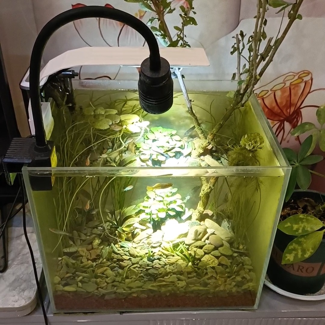 变焦鱼缸射灯南美造景专用灯金鱼水草原生古法养鱼圆形陶瓷缸缸灯