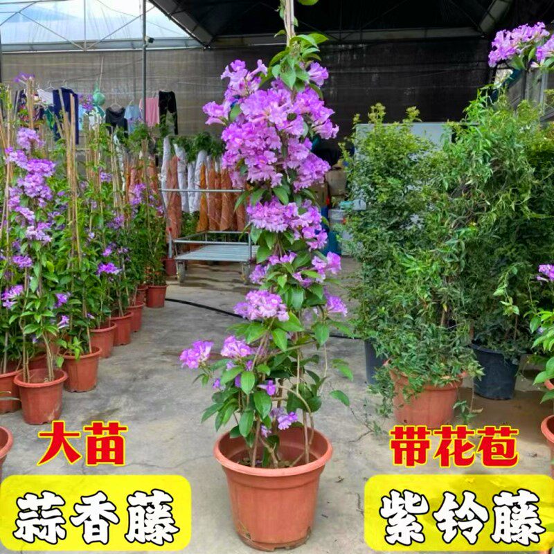 蒜香藤紫铃藤阳台庭院四季开花