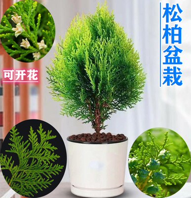 净化空气好养美观驱蚊