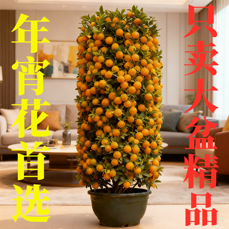 大盆四季桔年橘盆栽满树金桔年桔招财可食用老桩客厅阳台庭院室内,鲜花速递/花卉仿真/绿植园艺,大型绿植/成品组合盆栽,淘宝优惠券,粉丝福利购,淘宝优惠卷