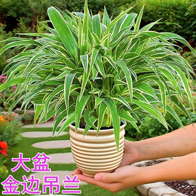 金边吊兰盆栽银边室内阳台好养花卉垂吊植物多年生办公室水培绿植