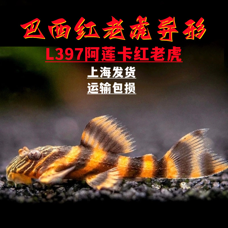 巴西红老虎老鼠斑异型L397阿联卡红老虎人工鱼底栖清道夫鱼观赏鼠