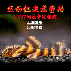 L397阿莲卡红老虎南美异型底栖鱼