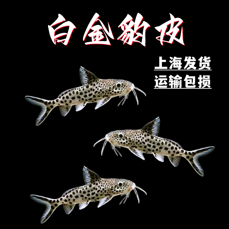 南美白金豹皮鱼倒吊猫大胡子大帆波丽斑马热带鱼慈鲷底栖鱼活体鱼