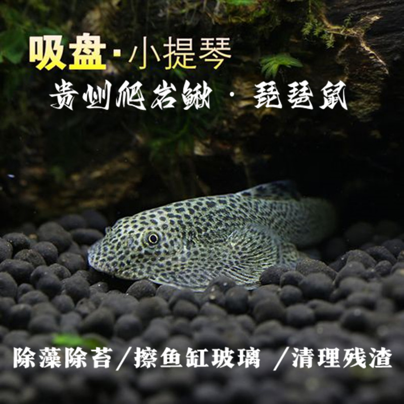 贵州爬岩鳅琵琶鼠鱼小提琴鱼冷水