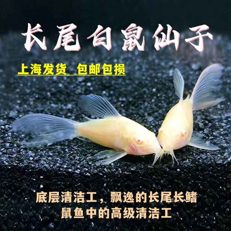 长尾白鼠仙子热带观赏工具鱼高鳍白老鼠吃残渣粪便清洁除藻活体鱼